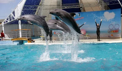 Купить, заказать билеты в дельфинарий Коктебель, цена на купание с  дельфинами