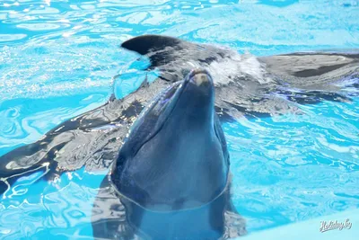 Фотообои Дельфины №dec_9520 - цена, фото, отзывы | АВС-Decor