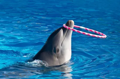 Фото с дельфином цена фотографии