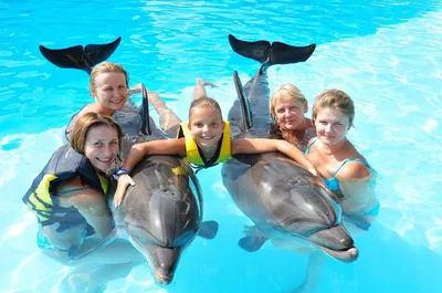 Плавание с дельфинами в Шарм эль Шейхе