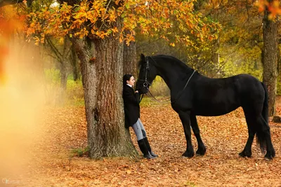 Фото с лошадью осенью 