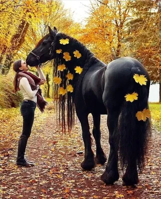 Фото с лошадью осенью фотографии