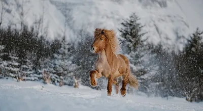 Мороз и лошадь: как живут четвероногие аборигены в Якутии | Фотогалереи |  Известия