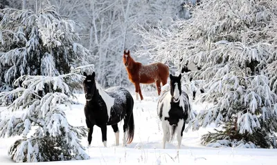 Зимняя фотосессия с лошадью | Сказочные фотографии, Фотография девушки,  Фотосессия