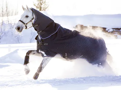 Дом пестрой лошади — частная конюшня в Строгино Фотосессии с лошадьми
