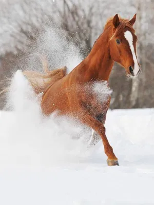mare, зимняя фотосессия с лошадью, свадебная фотосессия с лошадьми зимой, лошади  зима, фотосессия с лошадьми, девушка верхом на лошади фото зимой, Ресторан  на свадьбу Москва