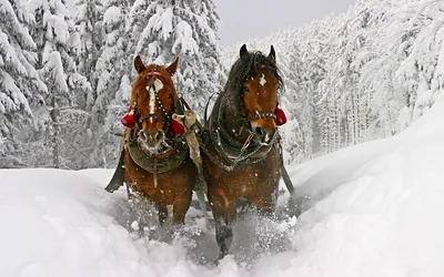 Зимняя фотосессия с лошадкой | Нелли Фотограф | Дзен