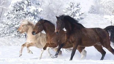 ❄️ФОТОСЕССИЯ ЗИМОЙ❄️ Зимой лошади становятся пушистыми и уютными. Лучшее  что можно придумать – создать уютный мирок в образе Cozy Style.… | Instagram