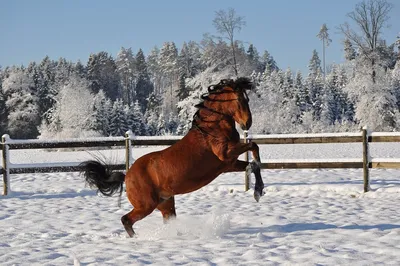 Очаровательная белая лошадь зимой» — создано в Шедевруме