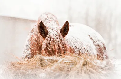 Зимняя атмосфера с лошадьми: Форматы JPG и PNG | Коней зимой Фото №797667  скачать