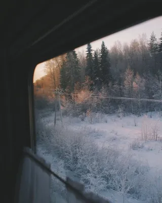 Лес за окном поезда - 65 фото