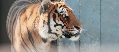 Амурский тигр бежит по центру …» — создано в Шедевруме