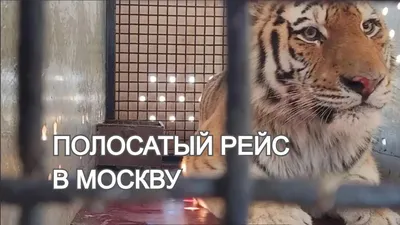 Роснефть» помогает спасению амурского тигра | Москва | ФедералПресс