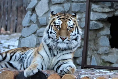 Белый тигр Бенгалии в зоопарке Москвы. Редакционное Фотография -  изображение насчитывающей тигр, звеец: 185801087