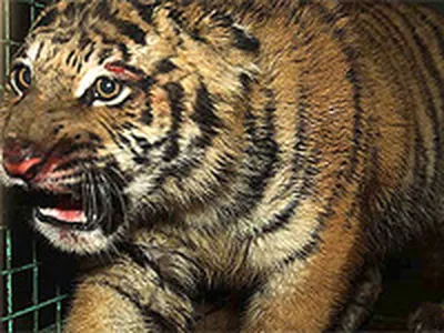 Фотообои Грация тигра | Купить в Москве, низкие цены, интернет-магазин  Artpolygraf