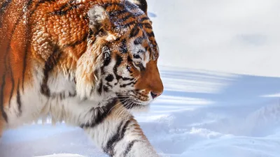 Пазл 1000 эл. ТРИ СОВЫ «Амурский тигр» - купить в Москве оптом и в розницу  в интернет-магазине Deloks