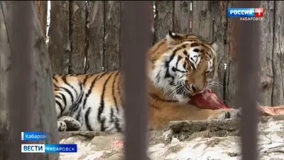 Фотообои Два тигра купить в Москве, Арт. 4-164 в интернет-магазине, цены в  Мастерфресок