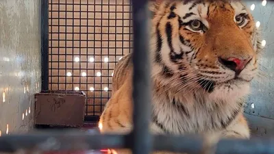 Травмированного амурского тигра доставили в Московский зоопарк | Вечерняя  Москва | Дзен