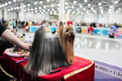 Выставка «Евразия 2022» собрала свыше 6,5 тыс. породистых собак –  фоторепортаж | Ветеринария и жизнь