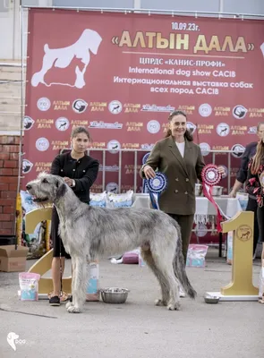 Выставка собак Westminster Kennel Club Dog Show_Russian.news.cn