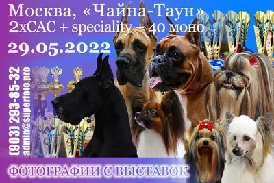 Фото с выставок собак в Москве 09.10.22 CAC, САС групп, моно