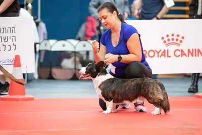 Огромное количество собак со всего Приморья приехало на выставку в  Уссурийск - UssurMedia.ru