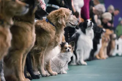 Шпицы, мастиф и терьеры всех мастей: большая выставка собак прошла в  Томском районе - vtomske.ru