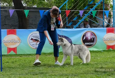 Осенняя встреча с четвероногими друзьями: на Пермской ярмарке пройдет Выставка  собак всех пород