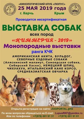 Доги, кане-корсо, хаски и другие. В Бишкеке прошли выставки собак - | 24.KG