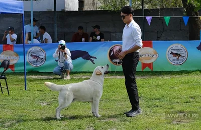 Стали известны победители выставки собак всех пород «Россия-2022» |  Ветеринария и жизнь