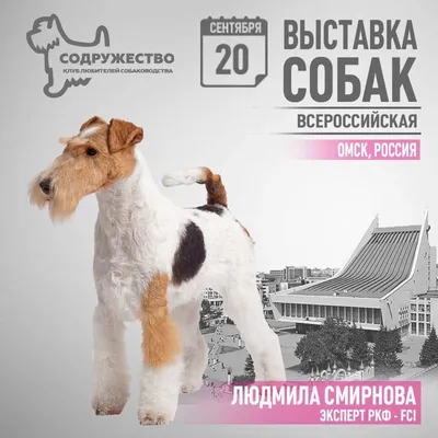 Фото с выставок собак в Москве 04.12.22 моно ВЕО, КХС, 3хCAC
