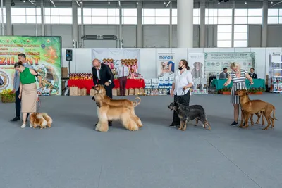 В Москве открылась двухдневная выставка собак «Евразия». Новости. Первый  канал