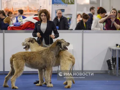 Выставка собак «TOP DOG TATARSTAN 2022»