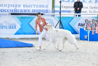 Более трех тысяч собак приедут на выставку в «Экспофорум» | Телеканал  Санкт-Петербург