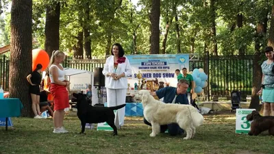 25-я выставка собак \"Евразия\" | РИА Новости Медиабанк