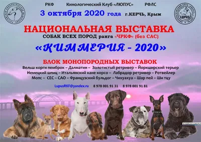 Выставка собак всех пород ранга САС (Ярославль 14 февраля) | Пикабу