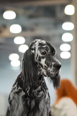 В Белгороде прошла выставка собак