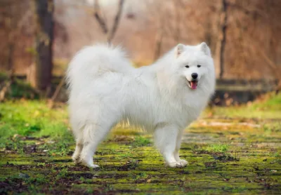 Самоедская собака - характеристика, описание, цена, фото