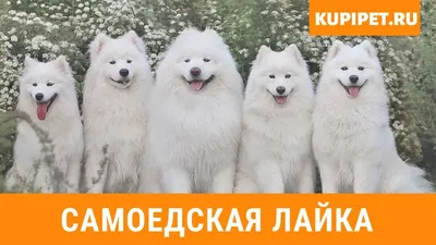 Самоедская лайка: 6 фактов об одной из самых древних собак в мире - Узнай  Россию