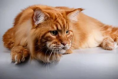 Самый большой кот в мире: кто входит в пятерку пушистых гигантов
