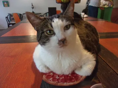 Самый толстый кот России» умер во Всемирный день кошек | РБК Life