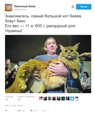 Перышко весит почти 20 кг». История о самом большом коте в Беларуси -  Минск-новости