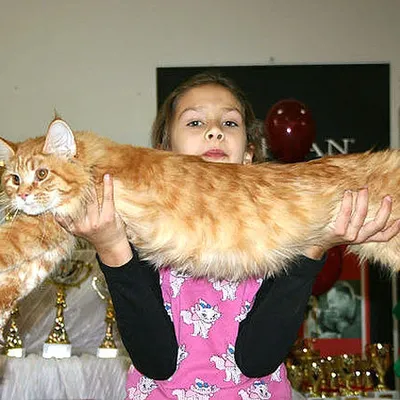 Рост самого длинного кота в Самаре больше метра, а вес самого толстого  почти 10 кило - KP.RU