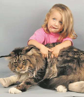 В сети показали огромного киевского кота