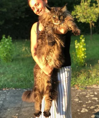 Знакомьтесь \"Баривель\" самый длинный кот в мире. | Жизнь \"И\" | Дзен