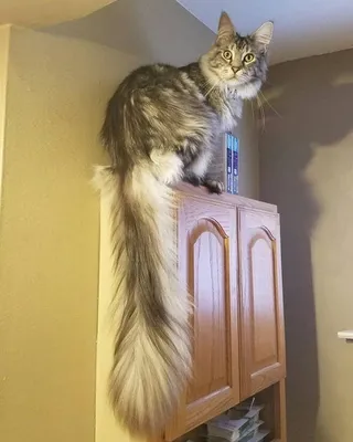 У кота из Мичигана самый длинный хвост в мире | Пикабу