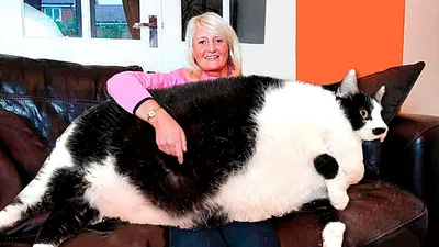 Сигнус - кот с самым длинным в мире хвостом - Animal.by