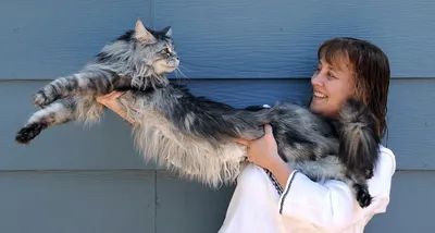 Знакомьтесь, Омар — самый длинный кот в мире | Пикабу