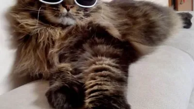 Мягкая игрушка-подушка кот 100 см / Длинный кот батон - купить с доставкой  по выгодным ценам в интернет-магазине OZON (620637514)