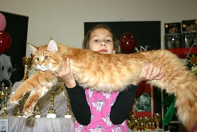Самый длинный кот в мире растянулся на 123 сантиметра
